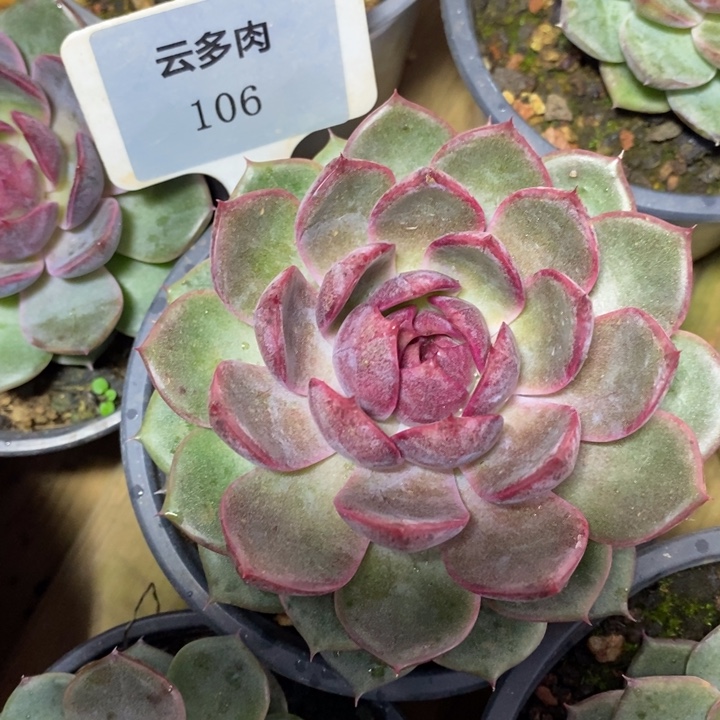 D106- 直播福利 蓝莓