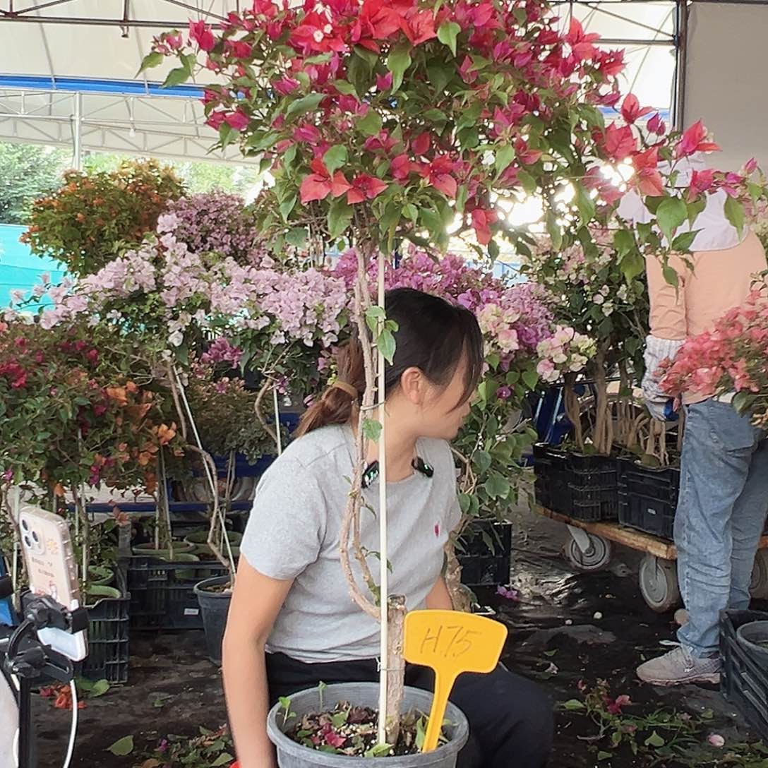 丽***儿大部分花苞少量开放H75酒红桑巴