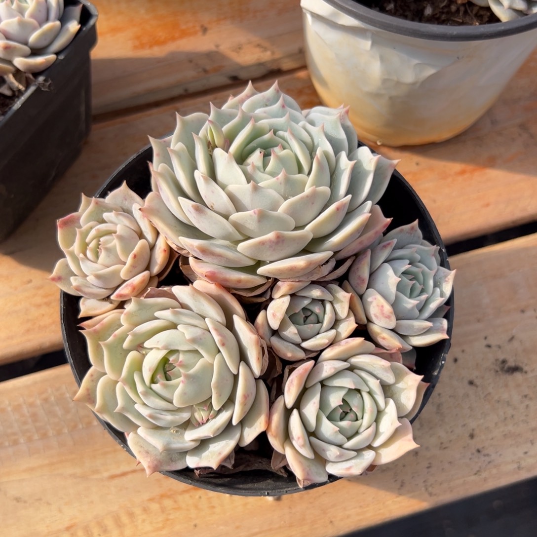 多肉单头露娜莲【非偏远满18包邮】