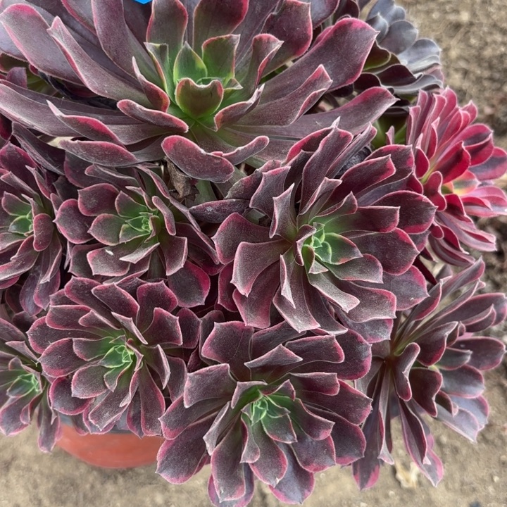 金丝雀多肉不包损34