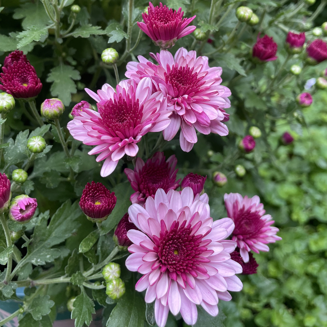 球菊草莓心盆栽粉色系【1.5加仑】超大花球