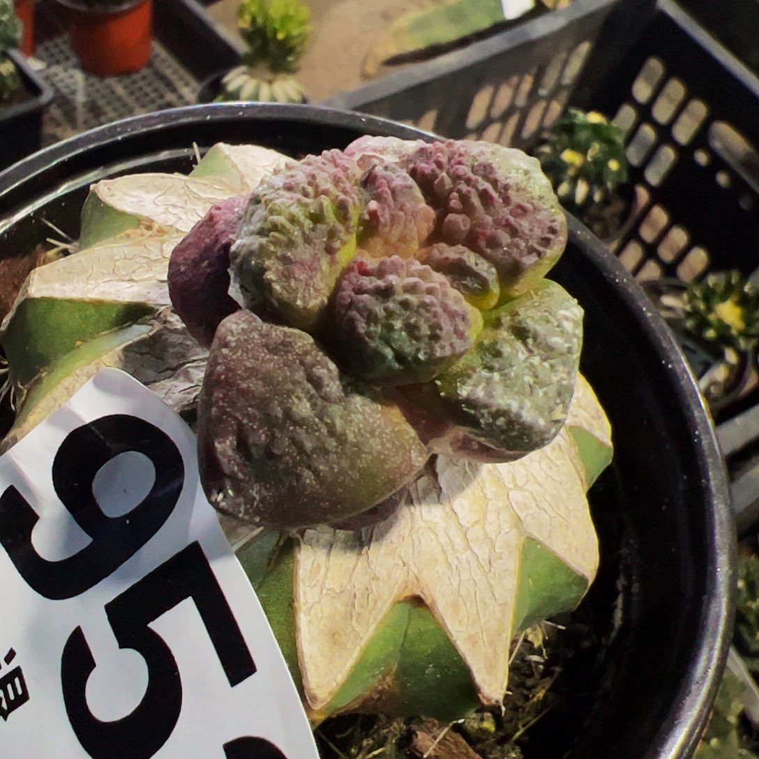 紫肌大尤连山牡丹952