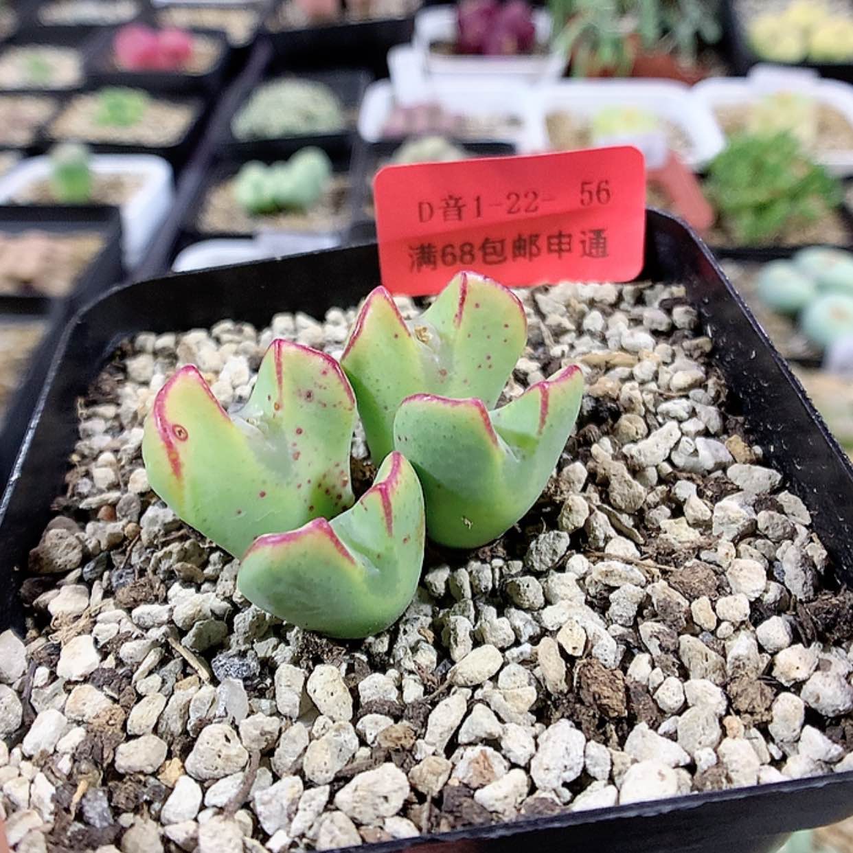 【闪购商品】1-22-56瑕疵少将 30