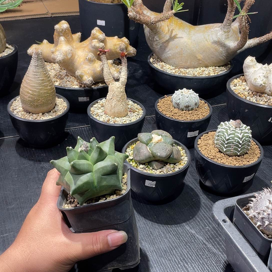 鸾凤玉带盆包邮发