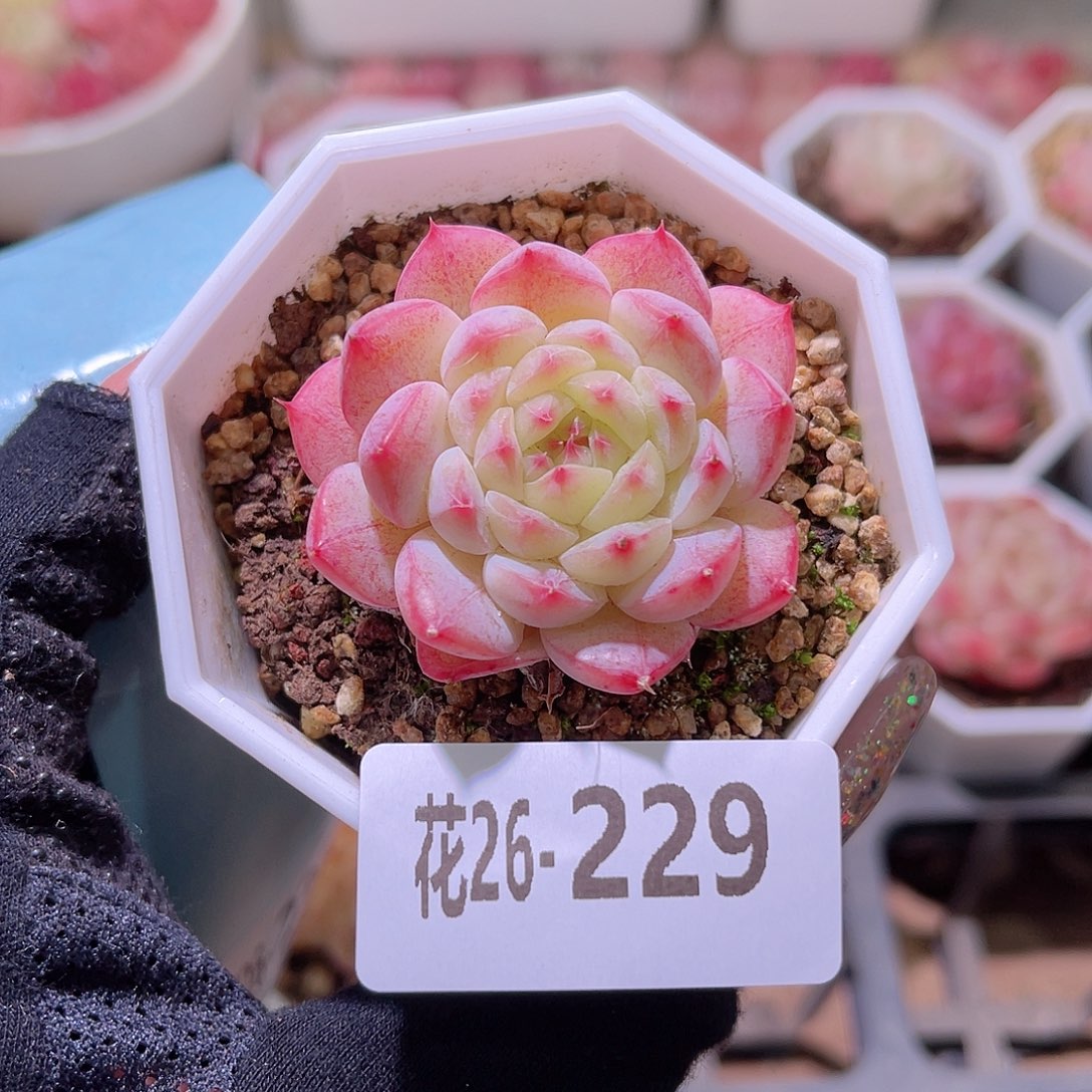 花利美26-229白桃汽水