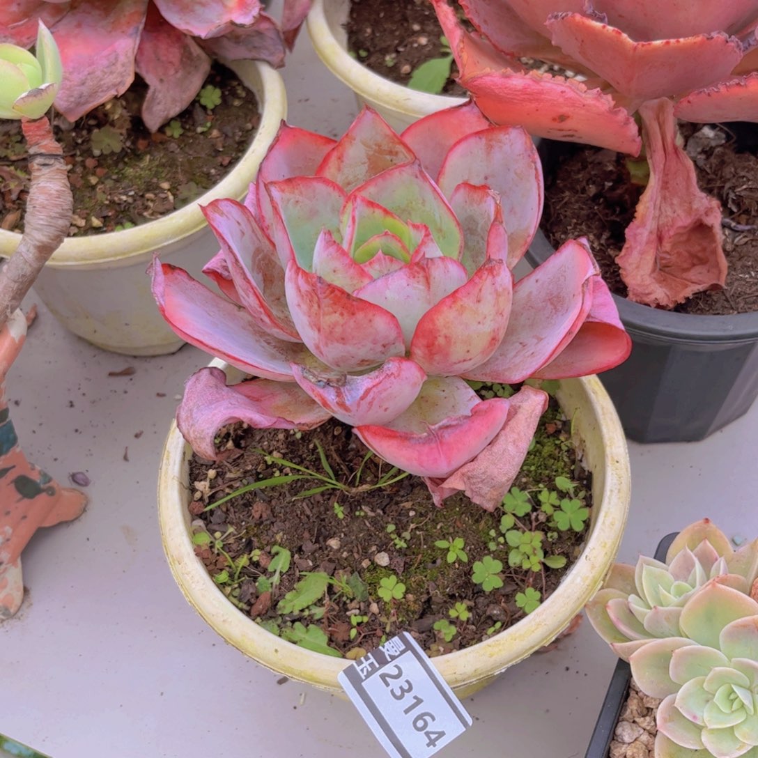 肯尼迪多肉植物23164