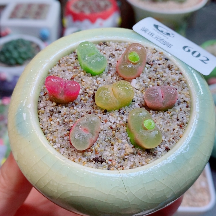 生石花花花花花花602