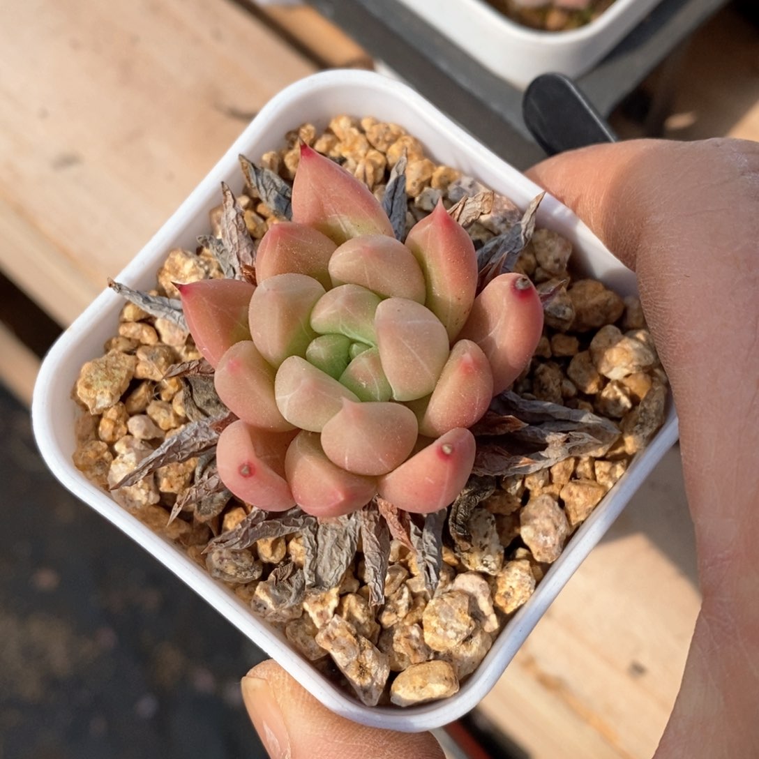 精品多肉一物一拍不包整85