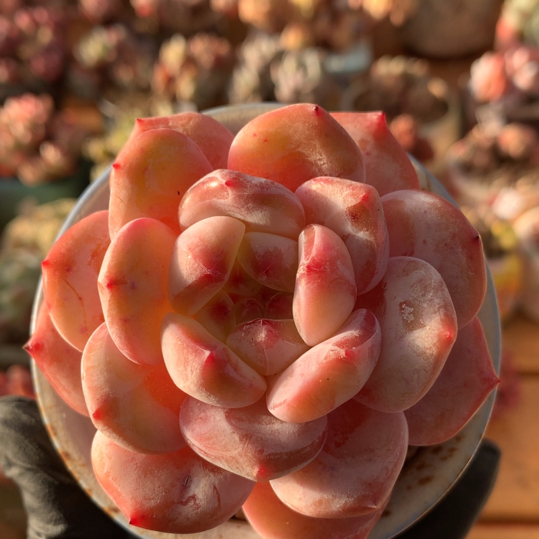 雪天使一物一拍 005