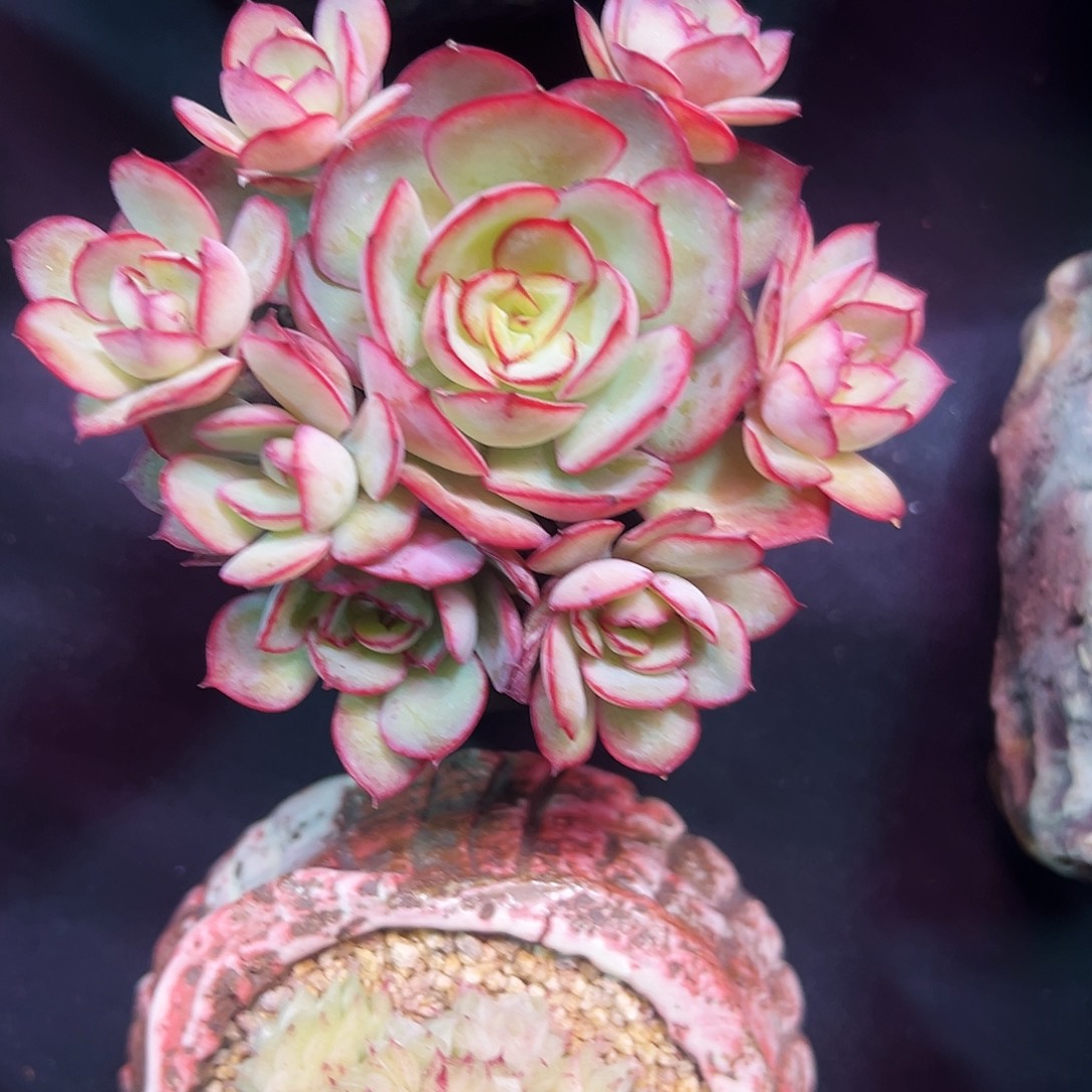 牡丹亭多肉植物老桩