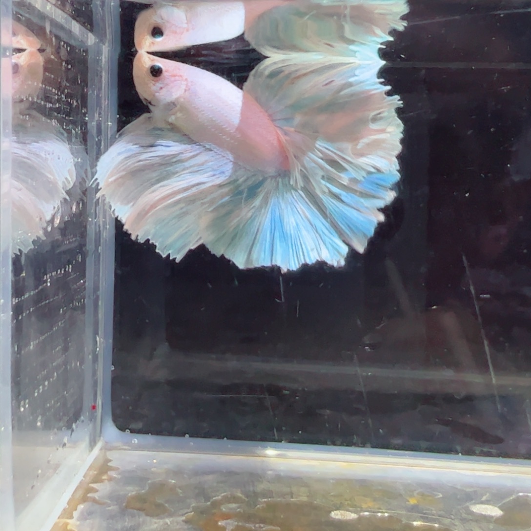 斗鱼浅色特殊尾hhhh