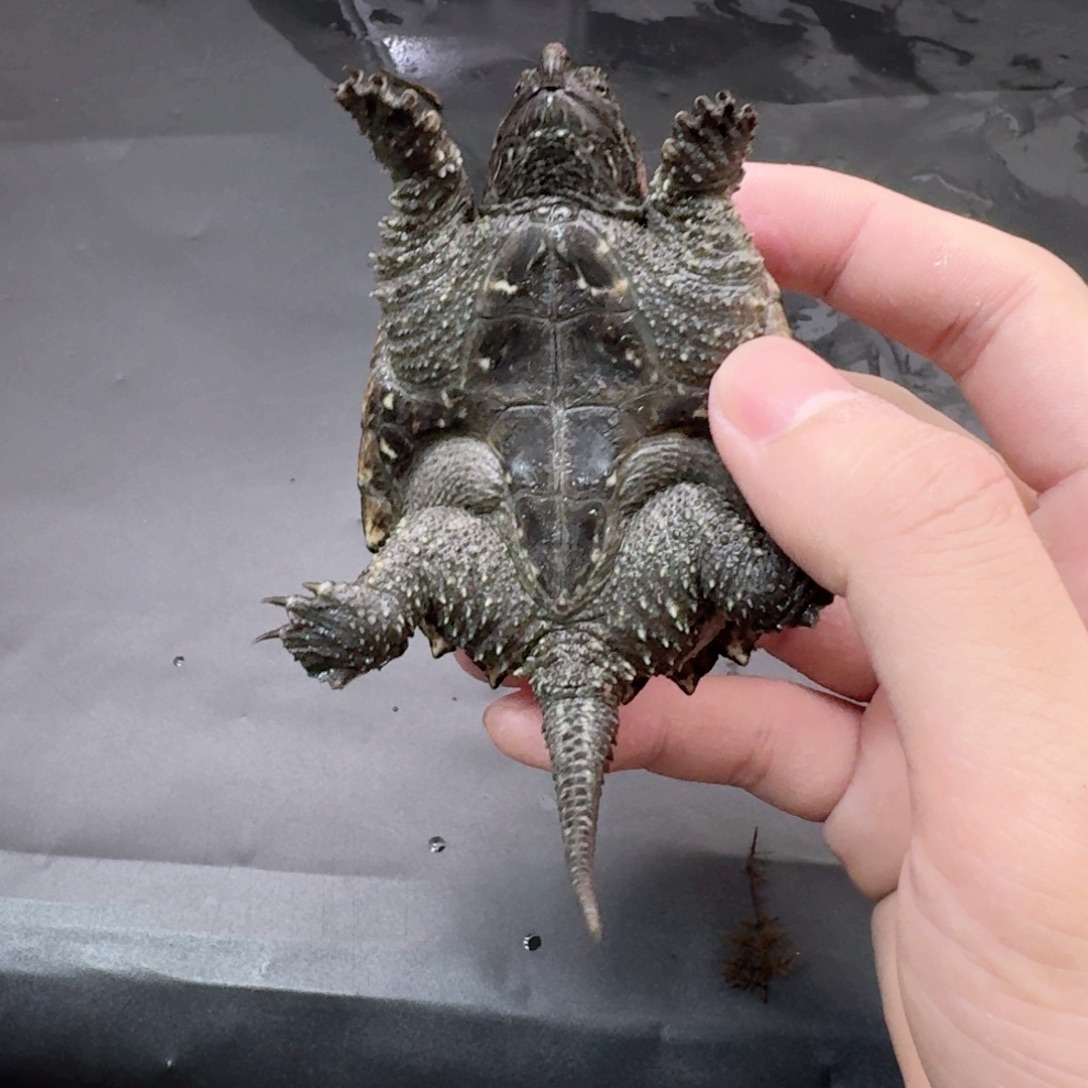小鳄龟不分公母11
