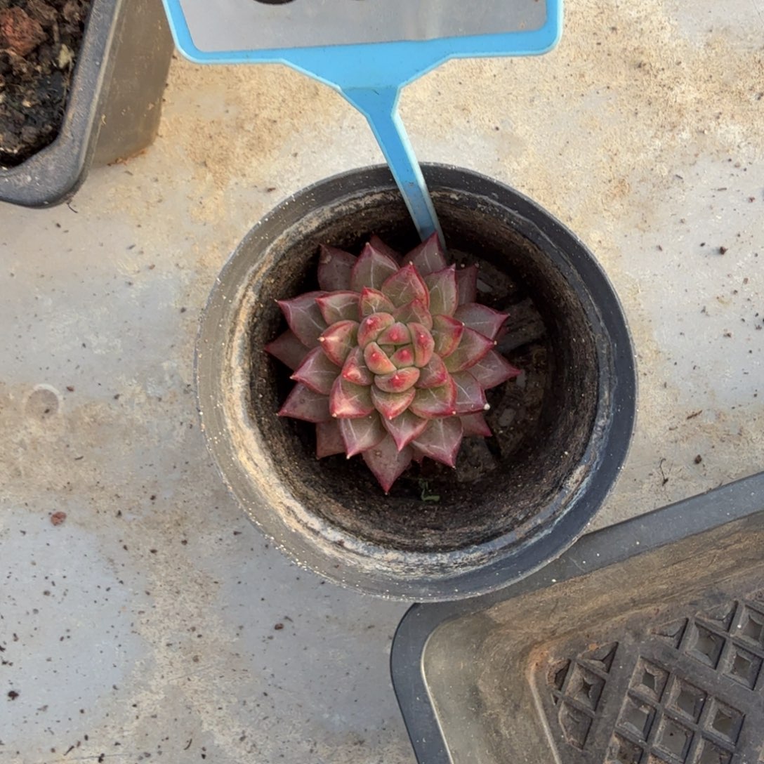 l***.多肉植物菲兰之夜sp534