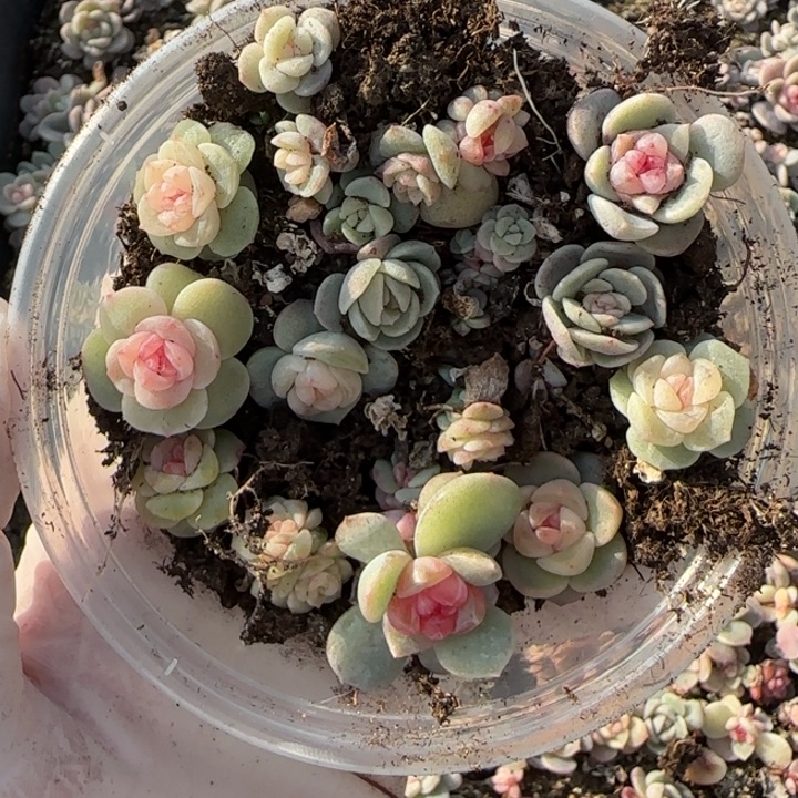 10 王者系列珍妮一盒