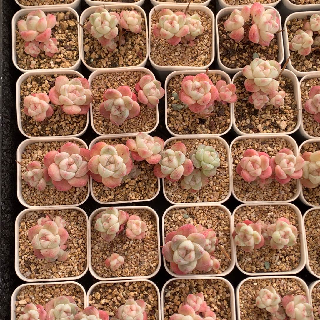 用***8冠h将可可冰v。     