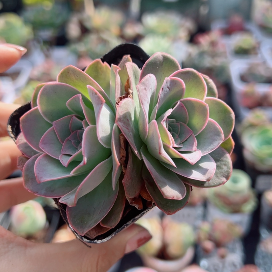 246紫玫瑰双头。        