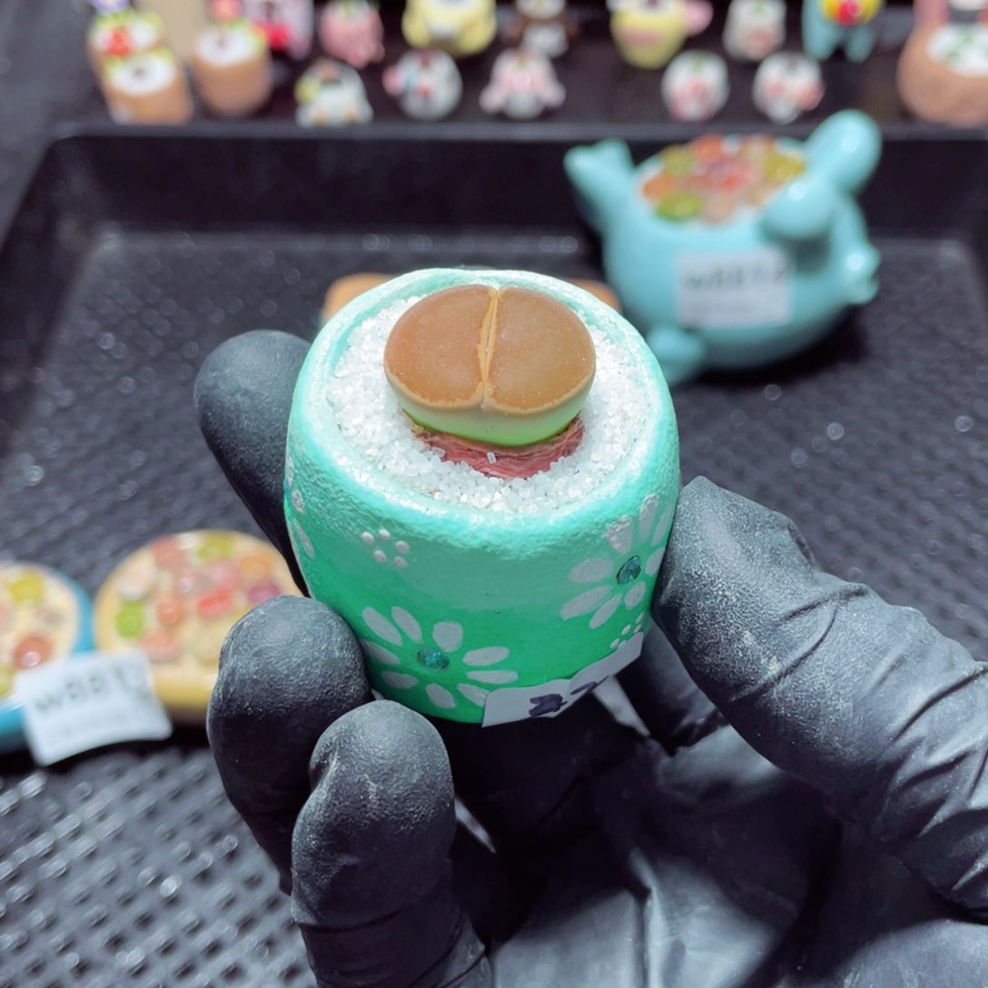 w8815--带盆土发货，零下地区拍保温箱