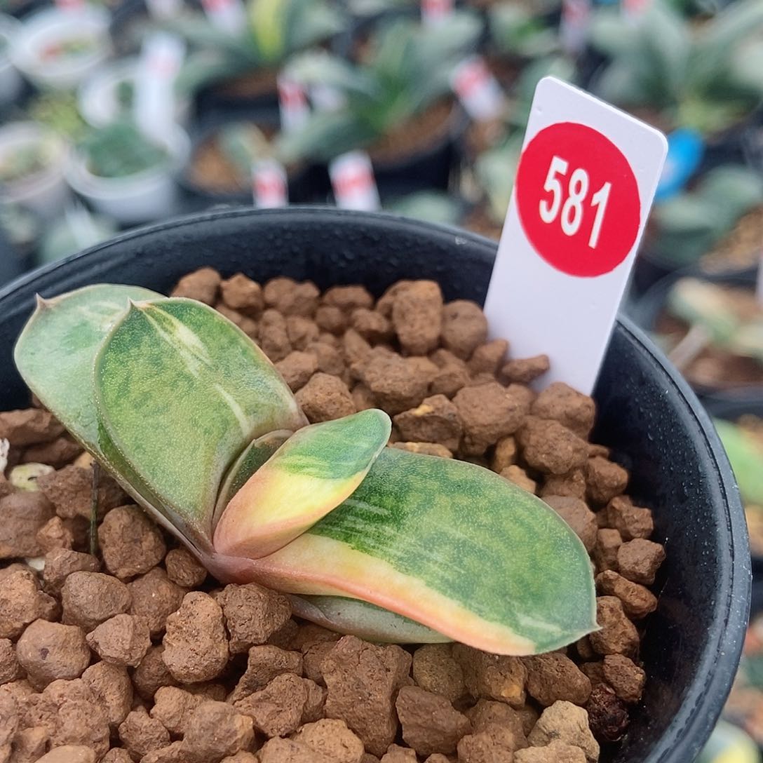 581卧牛实生锦带盆发货