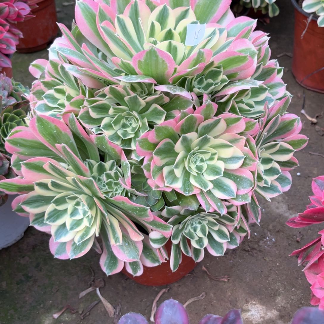 多肉植物白凤0015