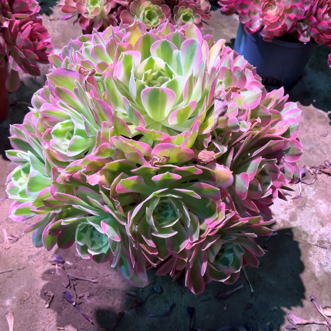 多肉植物白凤795
