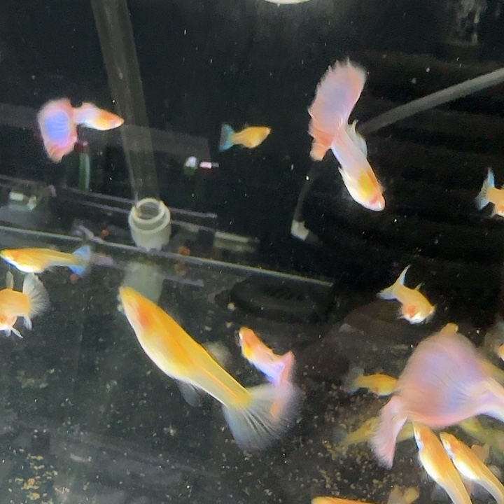 孔雀鱼天使彩虹3对 极光幻彩3对