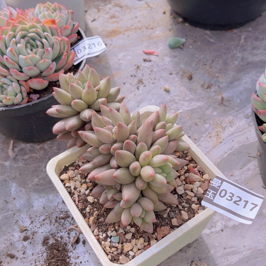 水晶球多肉植物03217