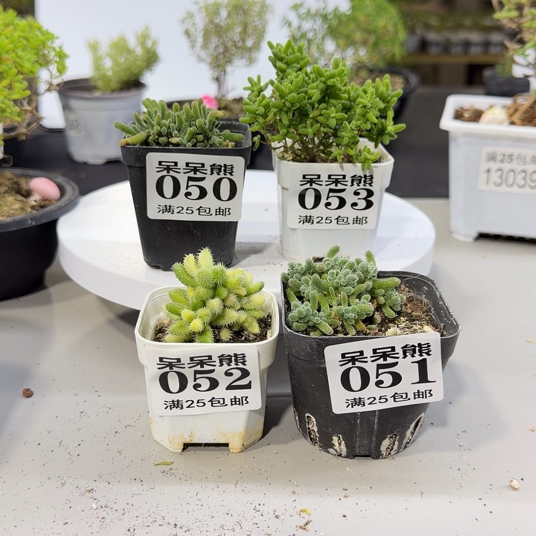 闪电购花卉园艺022