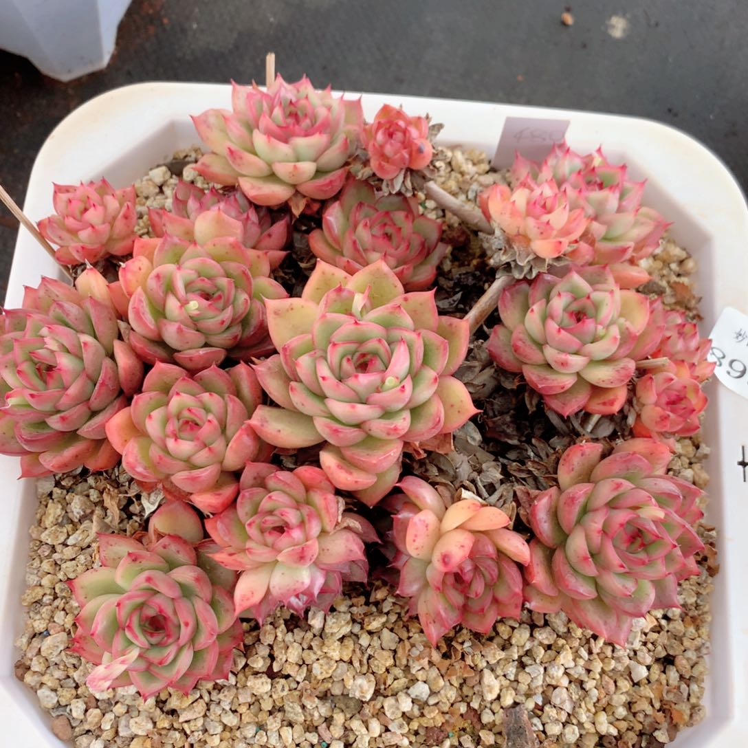 8958杂交多肉植物基地