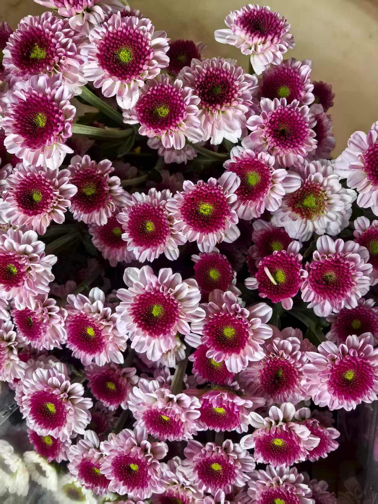 【爱之花】云南鲜花基地现采现发小菊紫妍+粉妍二把包邮