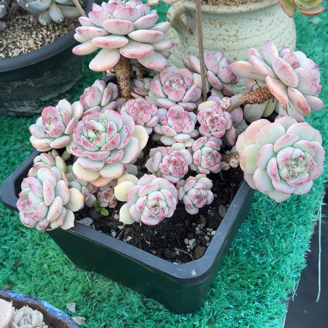 香草，，，，，，，，，，，，，，