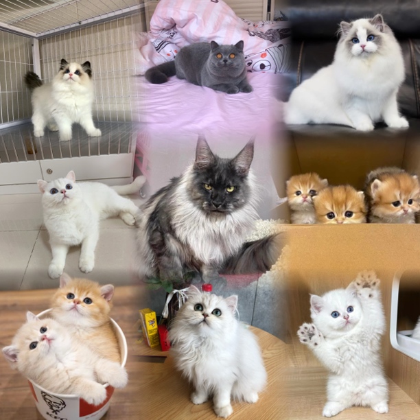 萌宠有家宠物猫咪全款成交