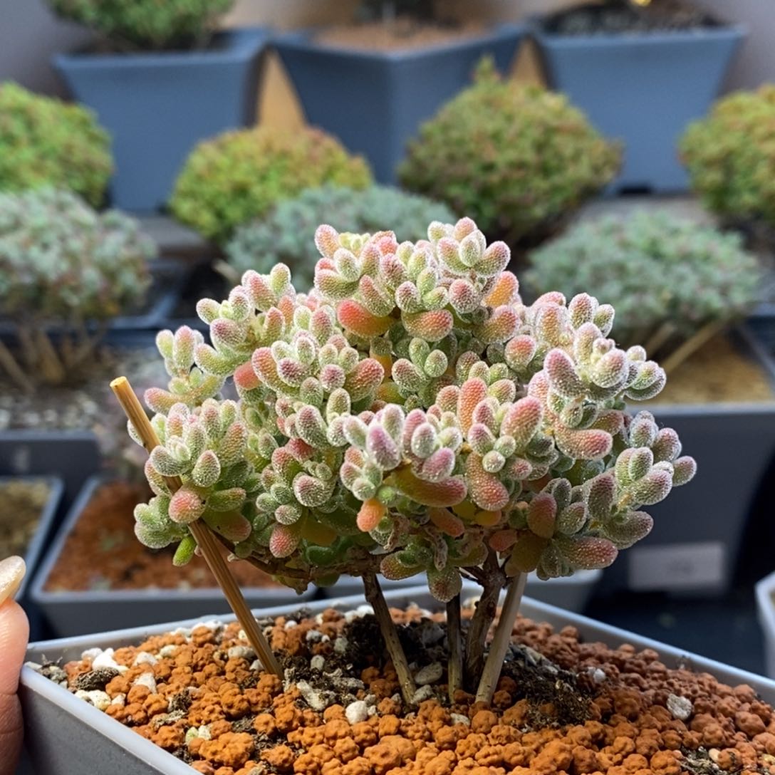 168实生优选冰晶枝干番杏