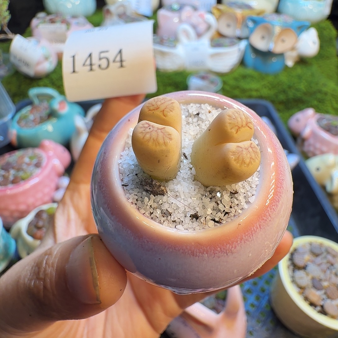 多肉植物福利冲1454