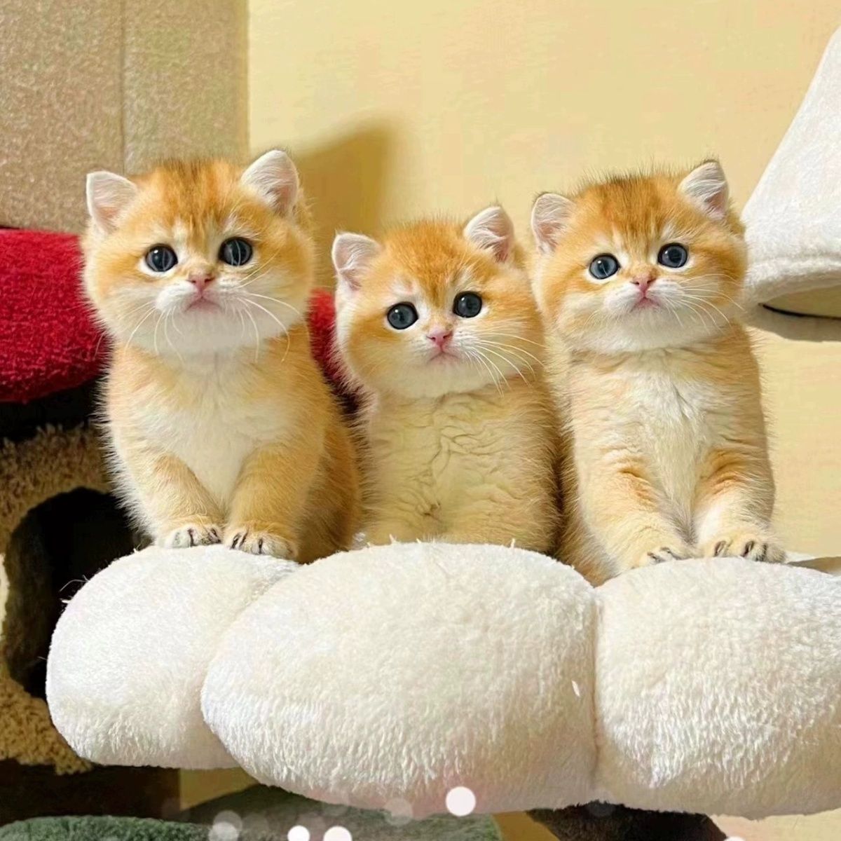 直播间猫咪活体挑选链接专属