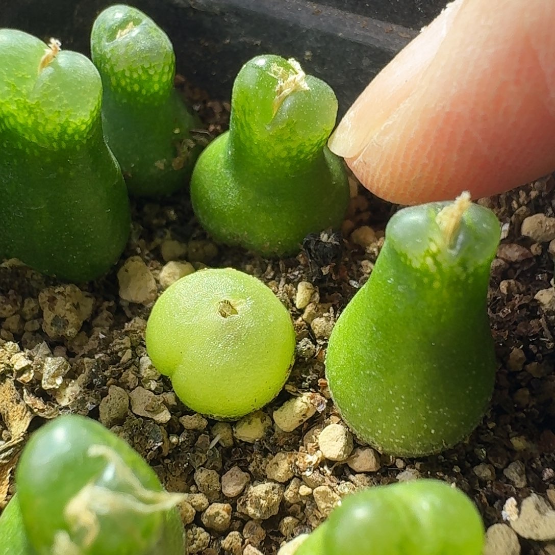 ·***.小葫芦一物一拍1.1+