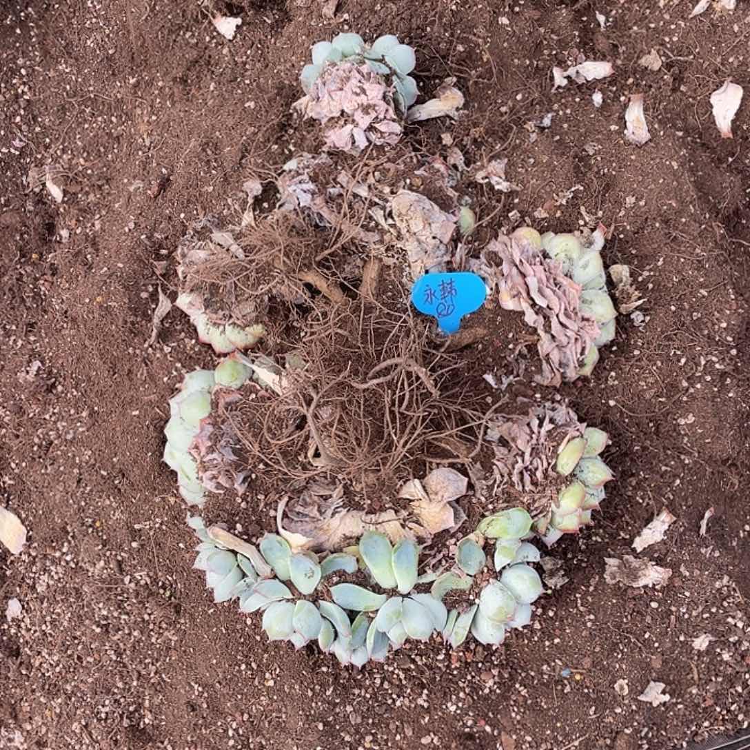 永韩，侧影，周老太多肉