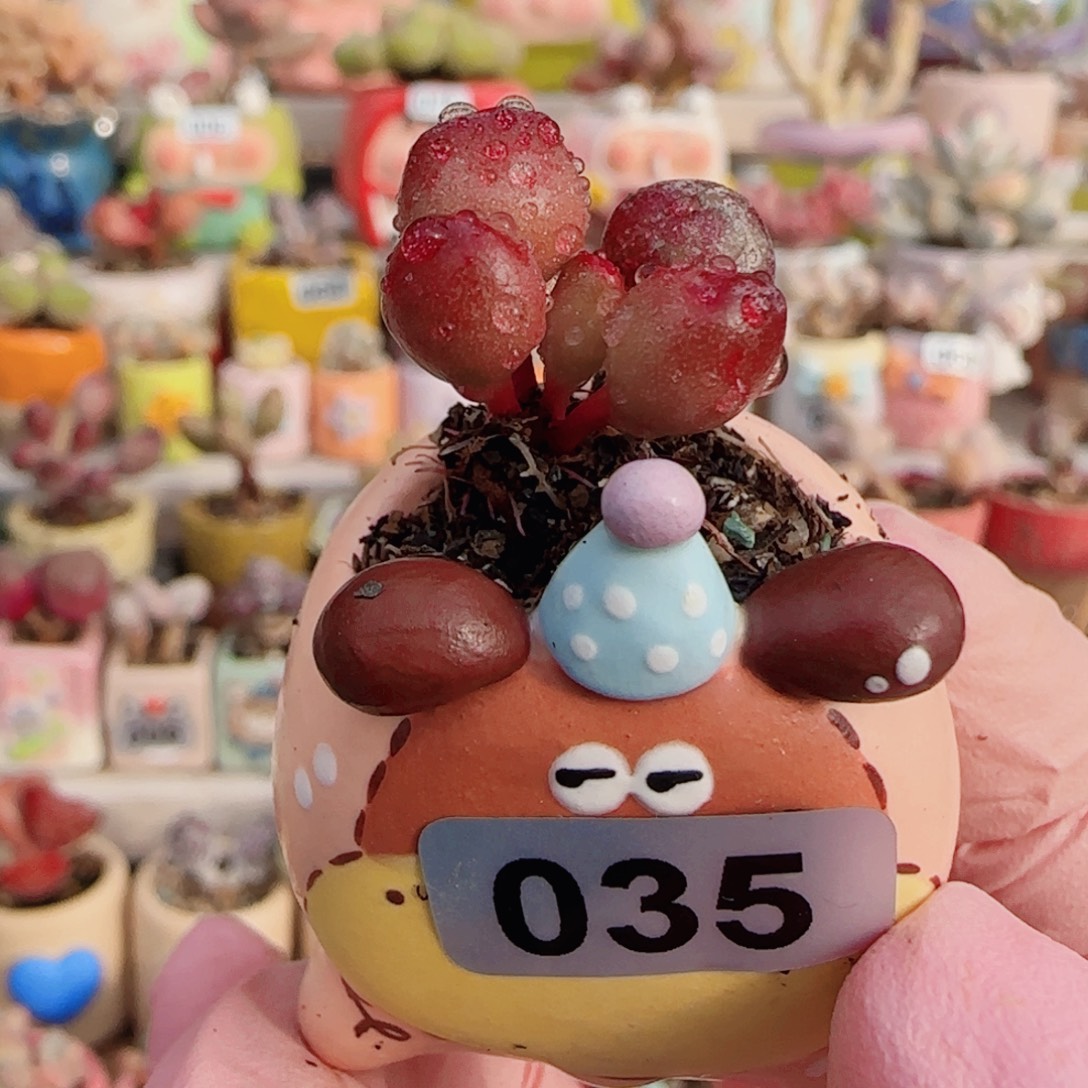 可爱小鼓槌 盆口2.5cm