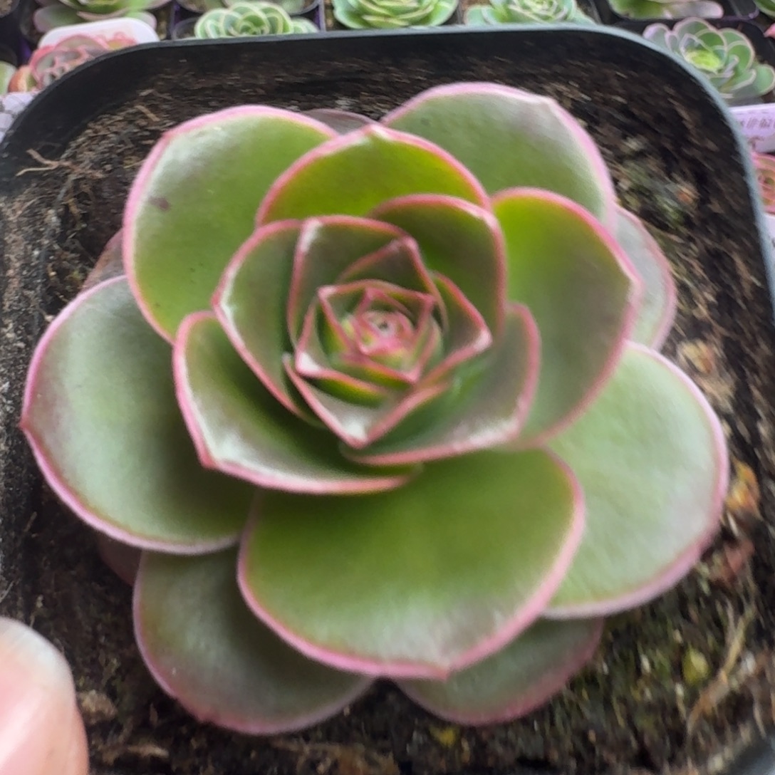 楹楹-828冠幅   4cm