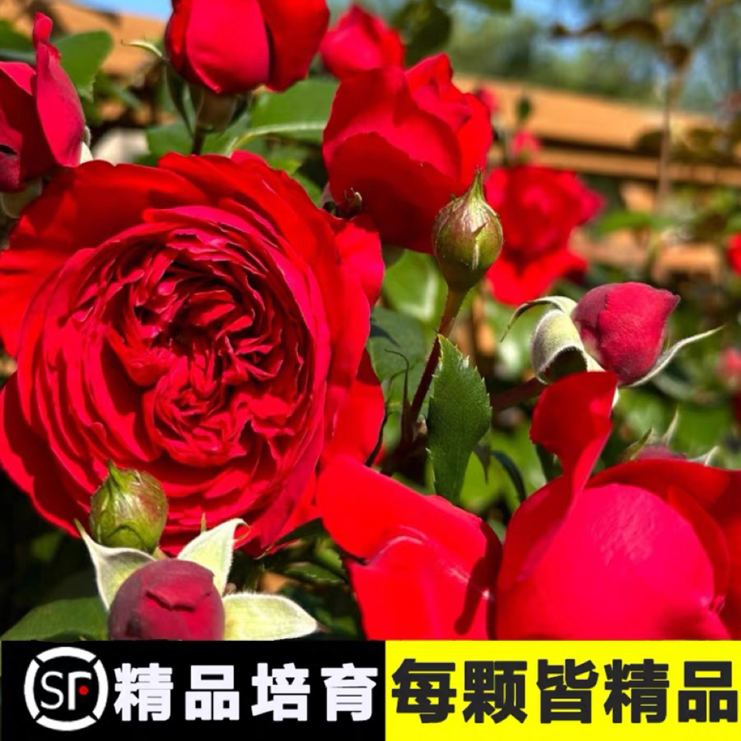 佛罗伦蒂娜藤本月季多季节大苗爬墙庭院盆栽丰花耐寒抗病性强