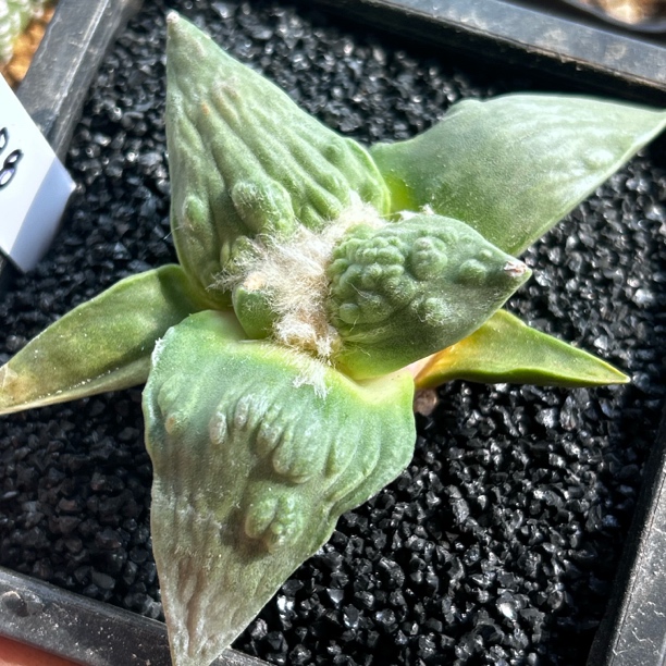 园艺仙人球/牡丹/实生怒涛/s198