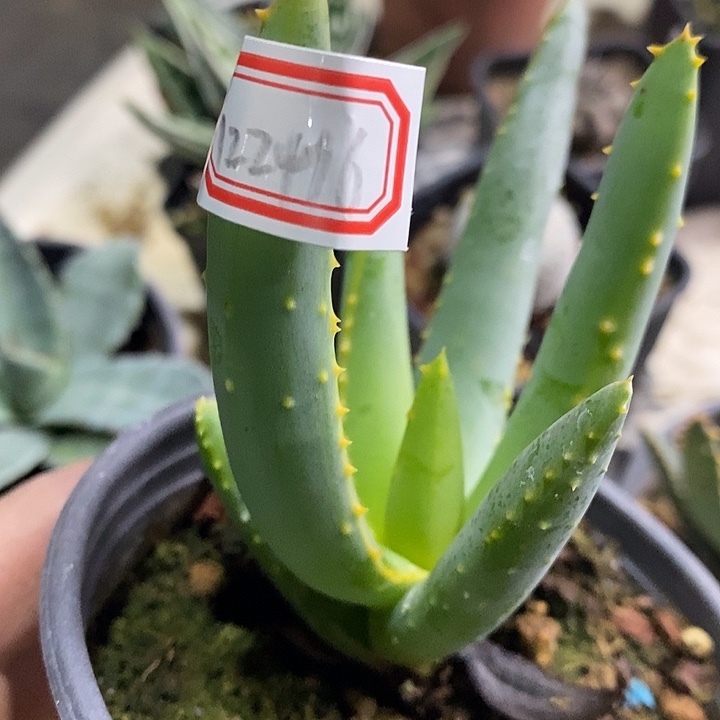 完美主义者勿拍多支芦荟122416