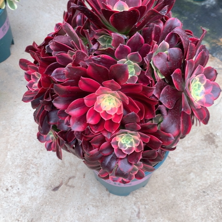 298金丝多肉植物