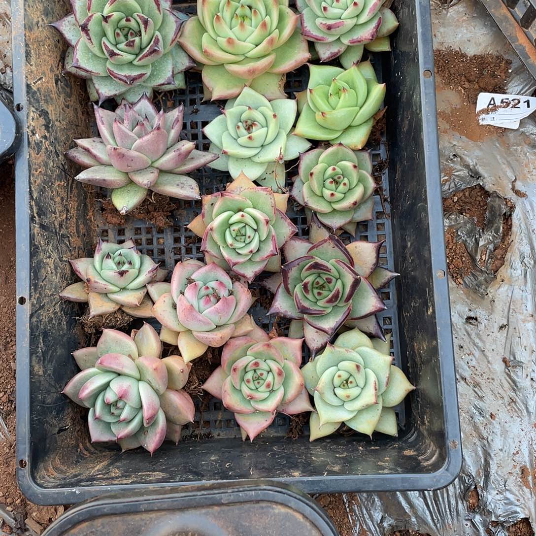 «***»若如东云组拍E790