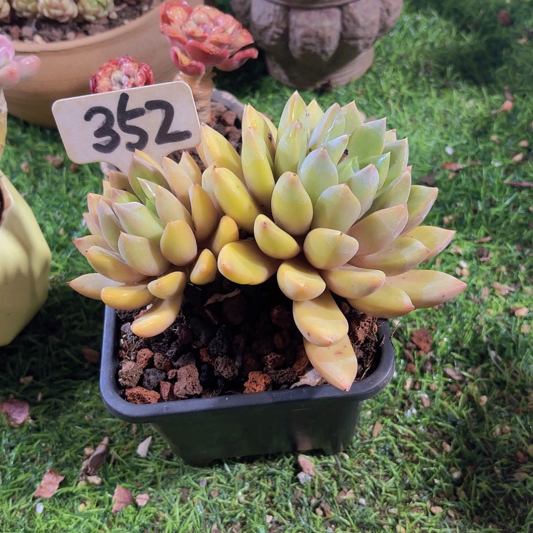 巴****焙352，一物一拍