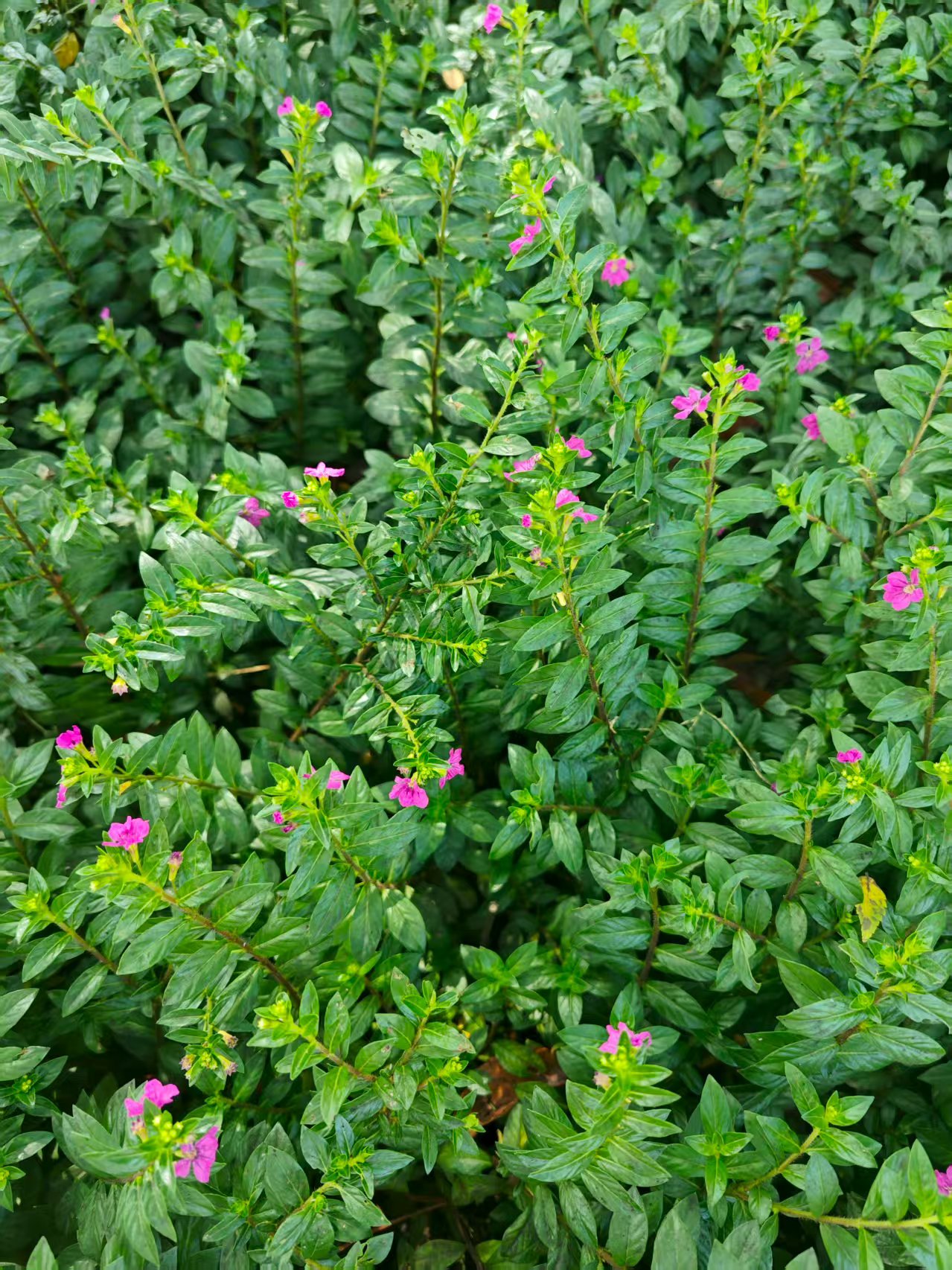 精美花卉一盆