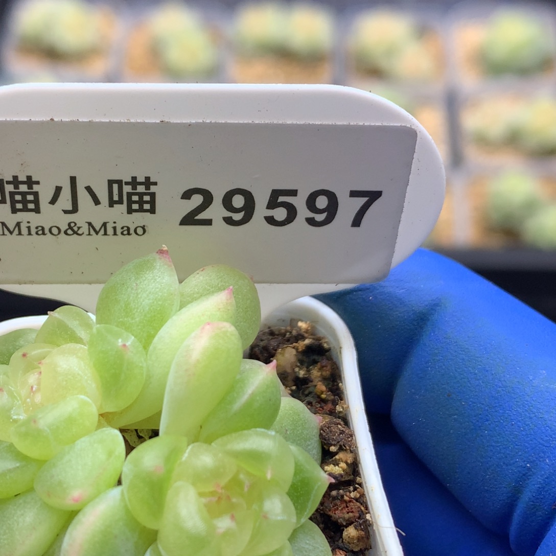 小***帽多肉植物杂交珍妮