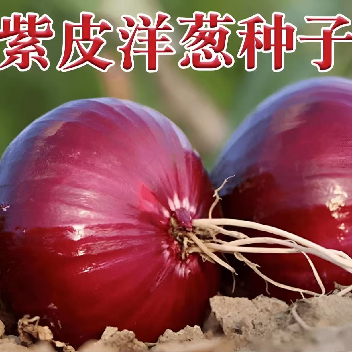 云南紫皮洋葱种子农家红皮洋葱籽紫色大圆葱种水果洋葱种籽老品种