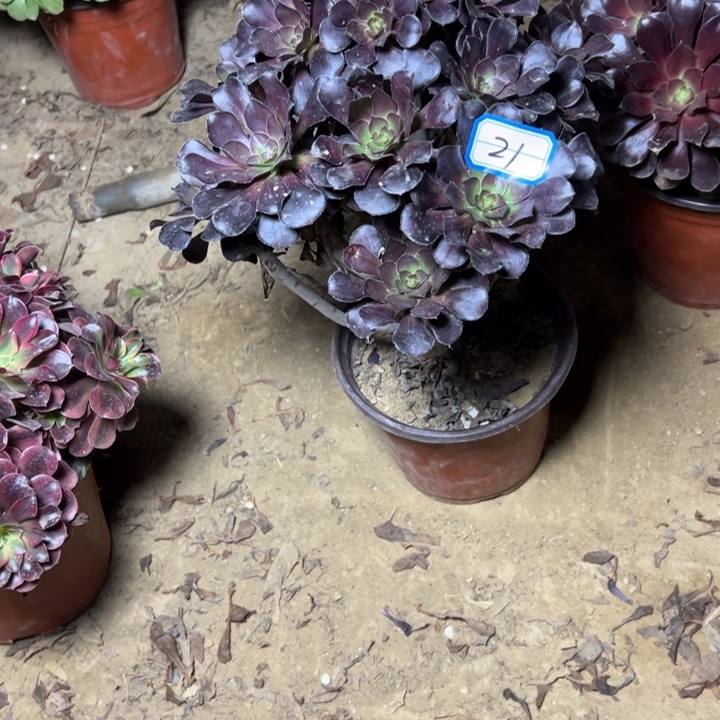 多肉植物黑豆法师21