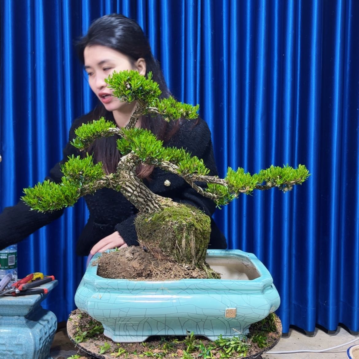 【闪购商品】广东雀舌黄杨盆景川*