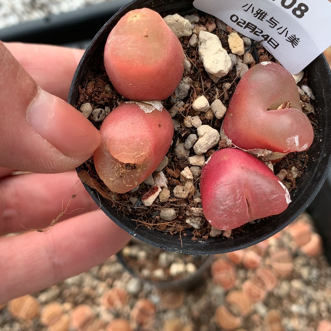 A108多肉植物保护